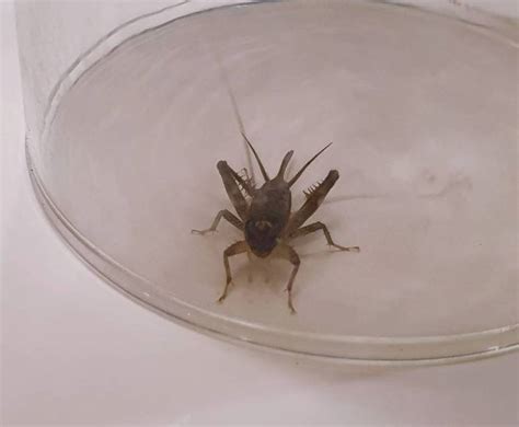 蟋蟀在家裡 屬水的字繁體